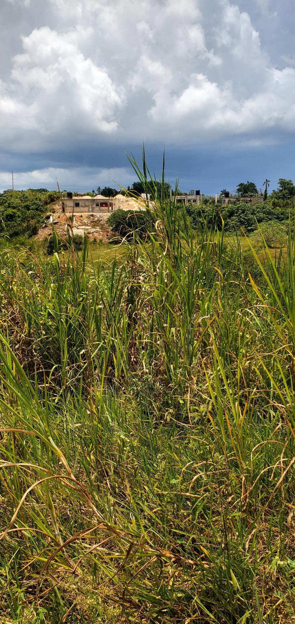 1/4 acre land for sale on Sydney Drive Manchester